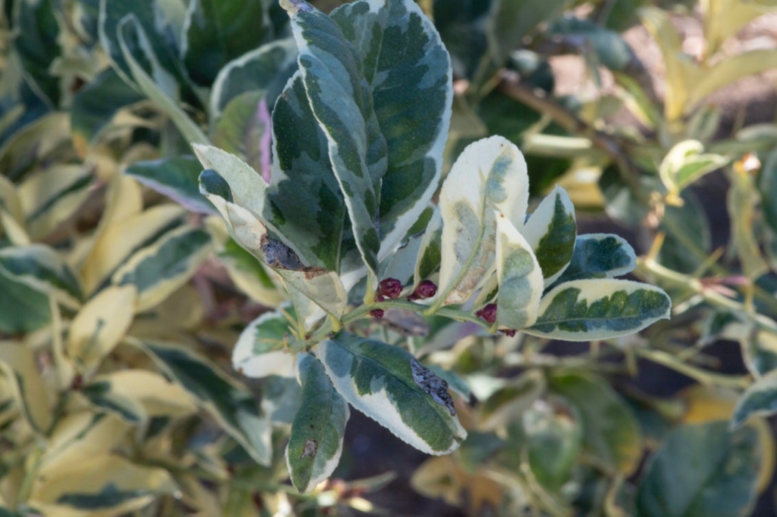 variegated_tahiti_lime_crc_4246_007.jpg