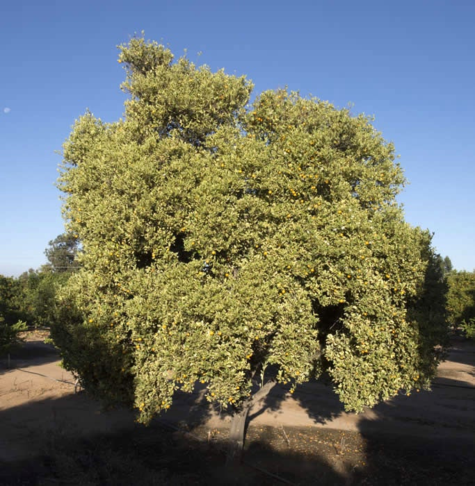 Variegated Calamondin crc3087001.jpg