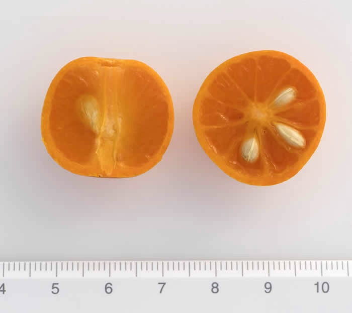 Variegated Calamondin crc3087003.jpg