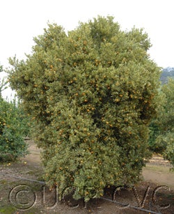 Variegated Calamondin 003_000.jpg