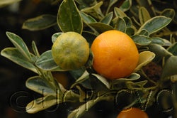 Variegated Calamondin 005_000.jpg