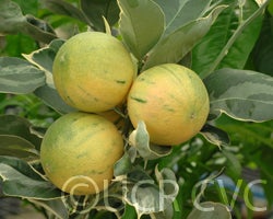 Variegated Cara Cara navel orange cvc01.jpg