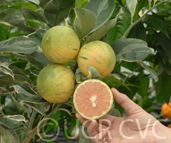 Variegated Cara Cara navel orange cvc03.jpg