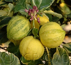 Variegated Eureka lemon 27.jpg