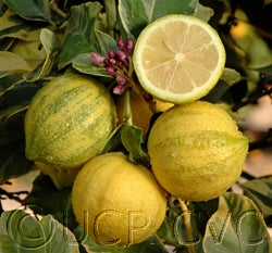 Variegated Eureka lemon 37.jpg