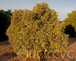 Variegated navel orange crc1203_001.jpg