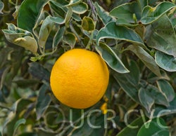 Variegated navel orange crc1203001.jpg
