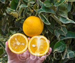 Variegated navel orangecrc1203002.jpg