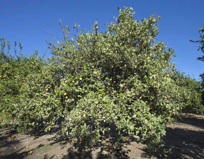 Variegated Pink Fleshed Eureka lemon crc2367001.jpg