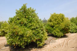 Variegated Valencia orange 001.jpg