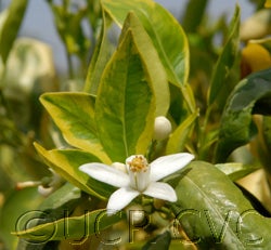 Variegated Valencia orange 003_000.jpg