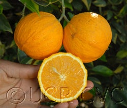 Variegated Valencia orange 006_000.jpg