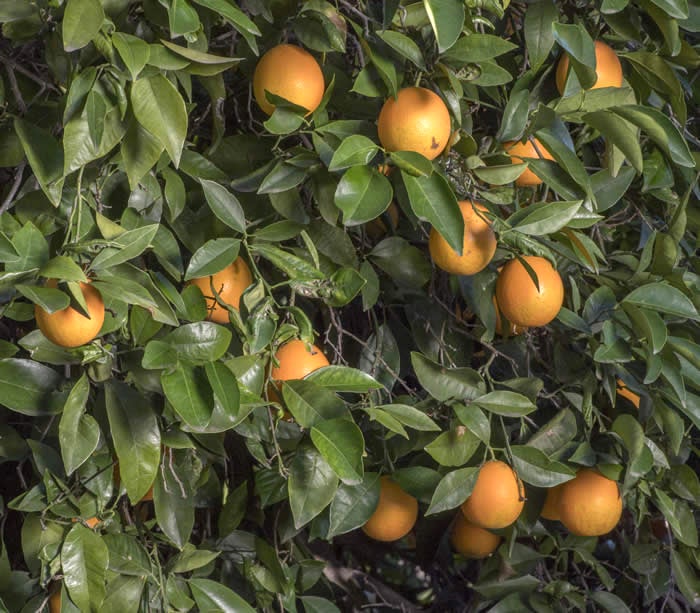 Verna sweet orange crc3807004.jpg