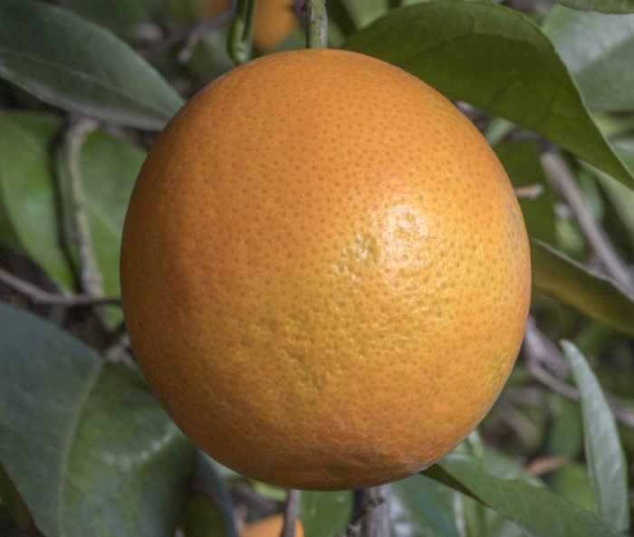 Verna sweet orange crc3807005.jpg