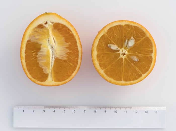 Verna sweet orange crc3807006.jpg