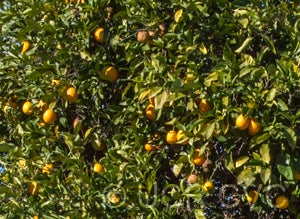 Verna sweet orange crc3807022.jpg