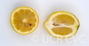 Villafranca lemon (CRC 280) crc280006.jpg