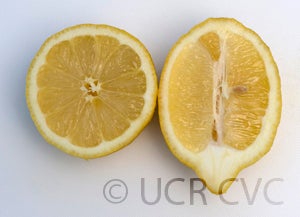 Villafranca lemon (CRC 390) crc390004.jpg