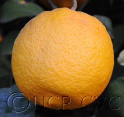 Volkamer lemon cvc002.jpg