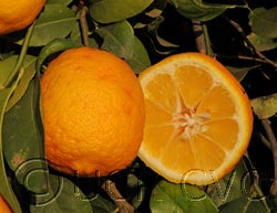 Volkamer lemon cvc007.jpg