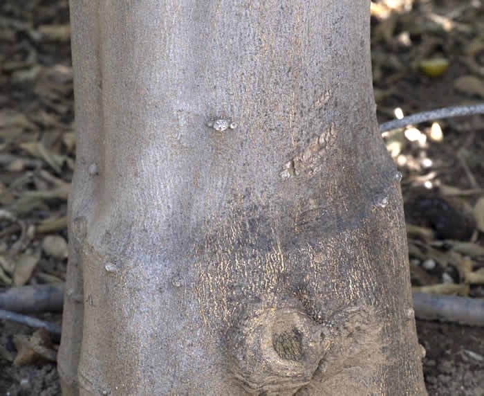 Volkamer lemon crc3050014.jpg