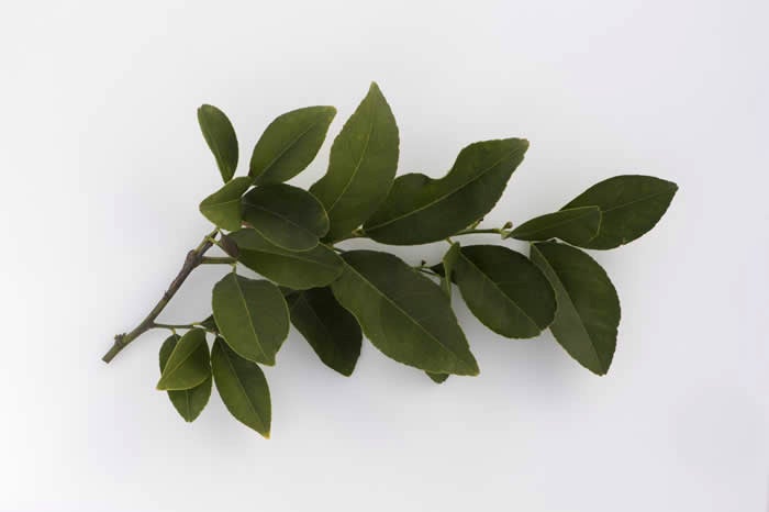 Volkamer lemon crc3050017.jpg