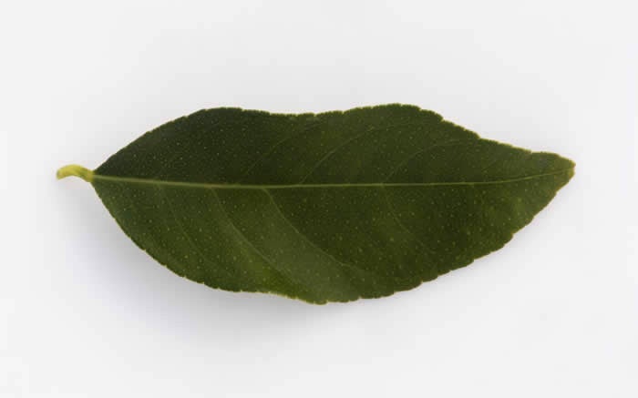 Volkamer lemon crc3050018.jpg