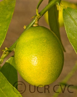 Warren limequat cvc3069005.jpg