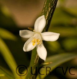 Warren limequat cvc3069006.jpg