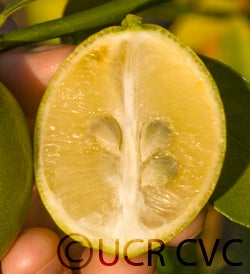 Warren limequat cvc3069007.jpg