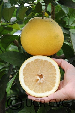 Warren Marsh grapefruit cvc005.jpg