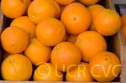 washingtonnavelorangeghamlouchsmfm002