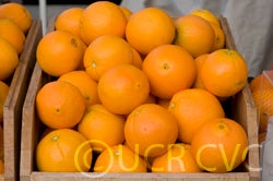 washingtonnavelorangeghamlouchsmfm003