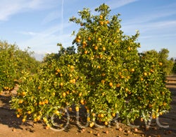 Washington Sanguine blood orange crc3977002.jpg