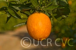 Washington Sanguine blood orange crc3977004.jpg