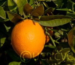 Washington Sanguine blood orange crc3977005.jpg