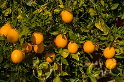 Washington Sanguine blood orange crc3977006.jpg