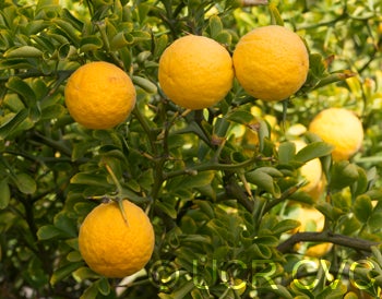 Webber-Fawcett #22 trifoliate crc2552004.jpg