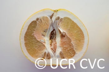 Webber Shaddock crc4233006.jpg