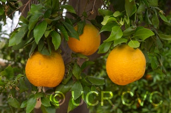 Webber tangelo crc2746002.jpg