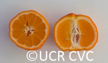 Weirick acidless Rangpur lime crc1684007.jpg