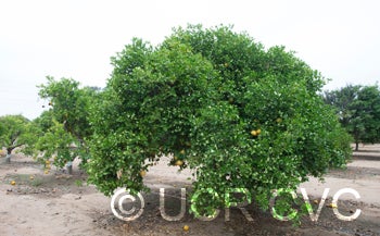 Wekiwa tangelo crc2012002.jpg