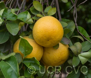 Wekiwa tangelo crc2012003.jpg