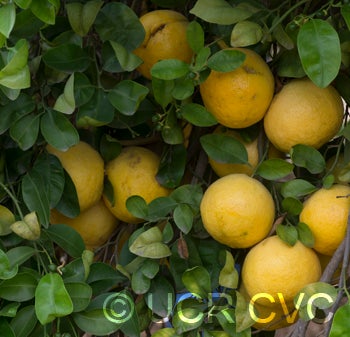 Wekiwa tangelo crc2012004.jpg