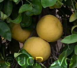 Wekiwa tangelo crc2012006.jpg