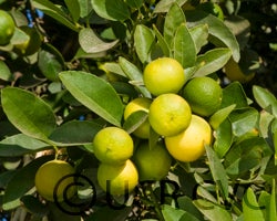 West Indian lime crc1813006.jpg