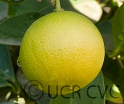 West Indian limecrc1813008.jpg