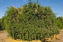 West Indian lime cvc1813001.jpg