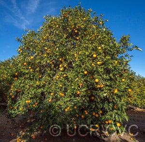 Wetumpka sweet orange crc2550001.jpg