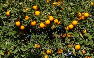 Wetumpka sweet orange crc2550003.jpg